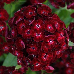 Dianthus barbatus dash crimson-топ карамфил, нисък (1327)